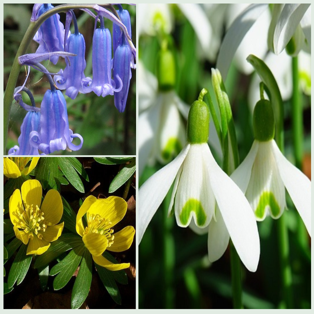 Wildflower Favourites Bulb Collection